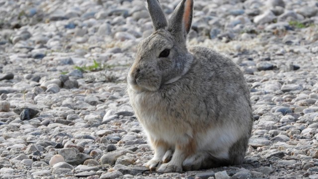 mountain_cottontail_102918_01_1000