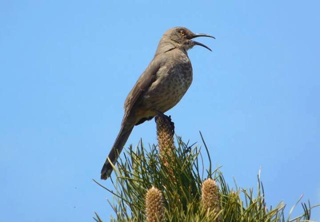 curve_billed_thrasher_051316