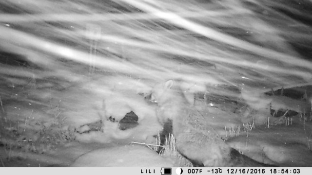 wildlife_camera_02_121616_1000