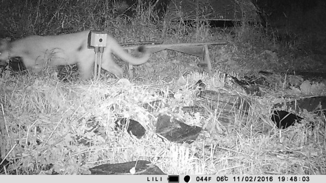 wildlife_camera_03_110216_1000