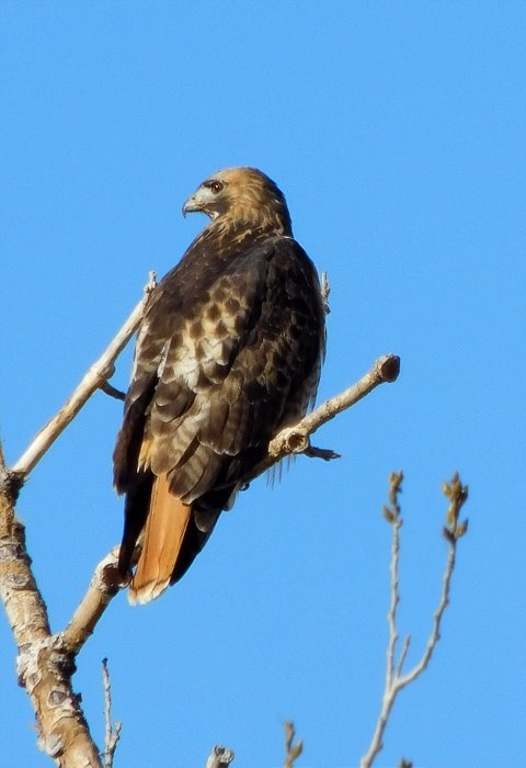 red_tailed_hawk_122616