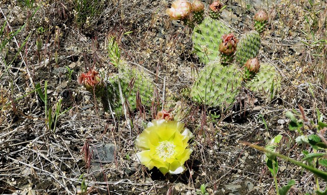 cactus_flower_062019_01_900