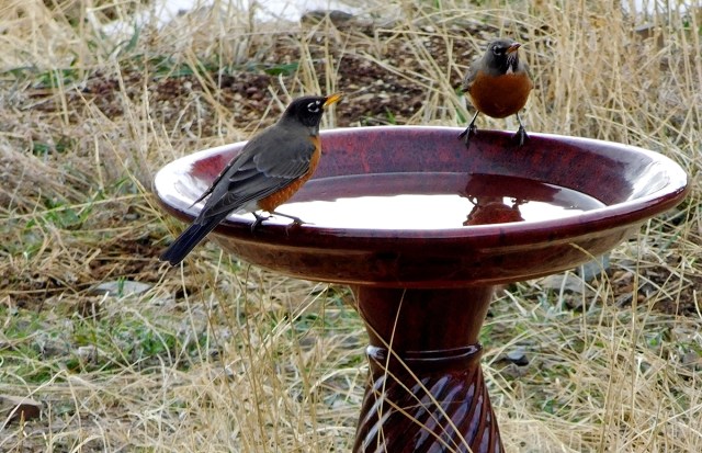 american_robins_at_birdbath_031017_1200