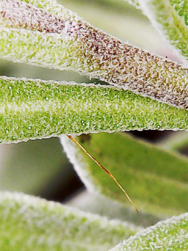 leaves-of-Lavandula-angustifolia-900