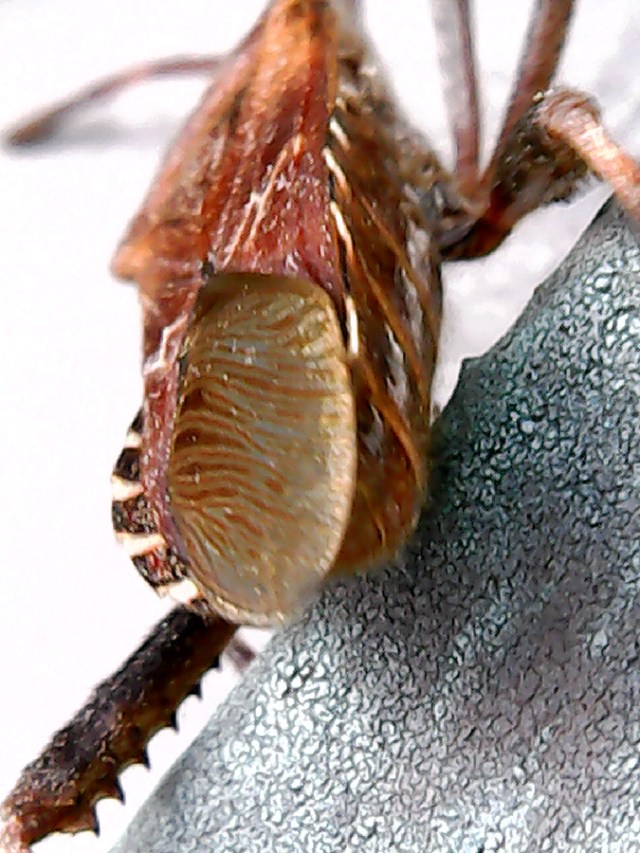 leg-of-Leptoglossus occidentalis-900