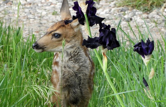 limpy_doe_fawn_061619_1200