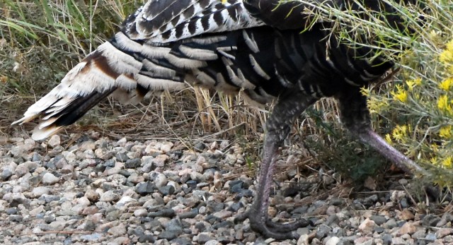 wild_turkeys_092719_03_1200
