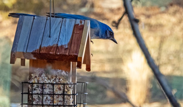 woodhouses_scrub_jay_112419_01_1200