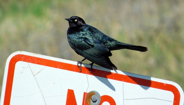 brewers_blackbird_051217_1400